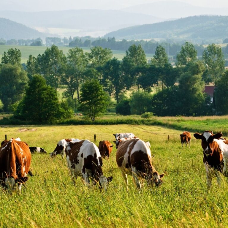 storfe som beiter på grønne marker