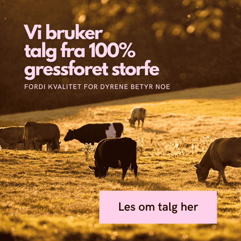 Foto forside ærlig by walle_ storfe på beite