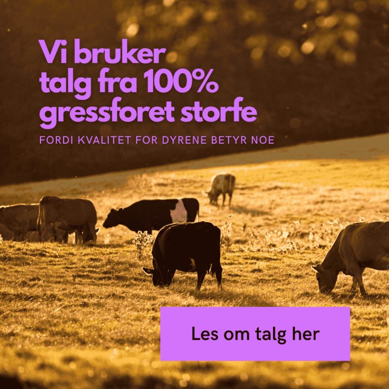 Foto forside Ærlig by Walle storfe på beite
