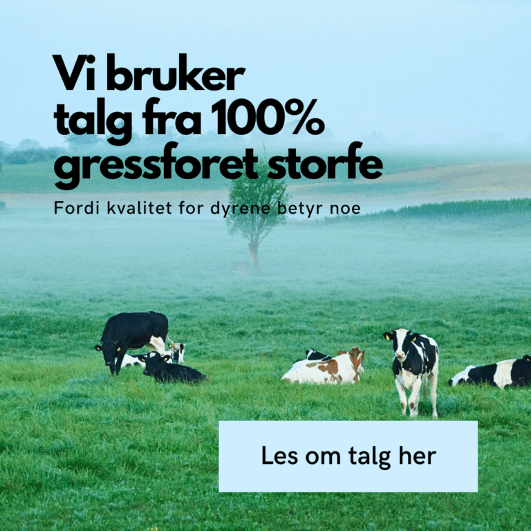 Foto storfe på beite Ærlig by Walle